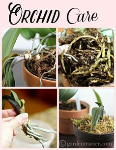 four pictures showing how to care for orchids and the words orchid care written below