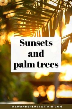 sunsets and palm trees with text overlay that reads, sunsets and palm trees