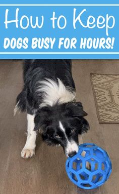 How to Keep Dog Busy While at Work Keep Dog Busy, Dog Toys For Boredom, Dog Boredom, Diy Pet Toys, Dog Behavior Problems