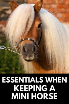 a brown horse with white hair and glasses on it's face, standing in front of a brick wall