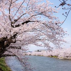 the trees are blooming along the water's edge