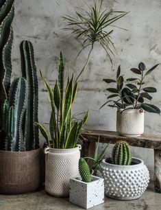 several potted plants on a table in front of a brick wall