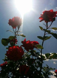 red roses are blooming in the sun on a sunny day