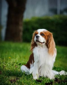 a brown and white dog sitting in the grass