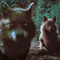 two gray wolfs standing next to each other in the woods