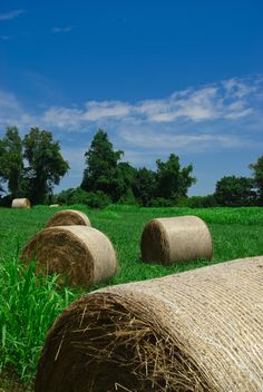 some hay bales in the middle of a grassy field with trees and blue sky