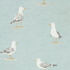 four seagulls are standing in the sand on a blue background