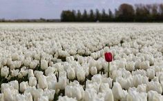 there is a red tulip in the middle of a field of white tulips