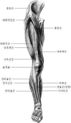 the muscles are labeled in english and chinese text, with an image of the lower half of