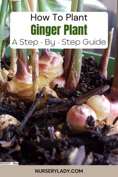 How to plant ginger,
Ginger planting guide,
Step-by-step ginger planting,
Growing ginger at home,
Planting ginger rhizomes,
Ginger planting tips,
Ginger garden setup,
Start growing ginger,
Ginger planting instructions,
Homegrown ginger guide. How To Propagate Ginger, How To Plant Ginger, How To Cut Ginger, Ginger Plant Flower, Planting Ginger, Plant Ginger, Ginger Plants, Becoming Famous, Ginger Roots