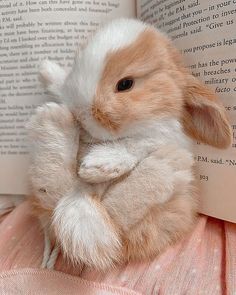 a small rabbit is sitting on top of an open book and holding it's paws up