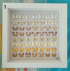 a white frame with many different butterflies in it