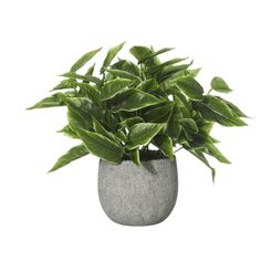 a potted plant with green leaves in it on a white background, isolated for use as a decoration