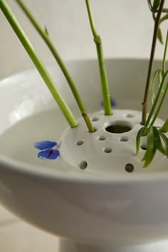 three blue flowers in a white bowl with holes on the bottom and green stems sticking out of it