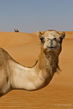 a camel is standing in the desert with its head turned to look at the camera