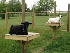 two black and white goats sitting on top of wooden platforms in an enclosure with grass