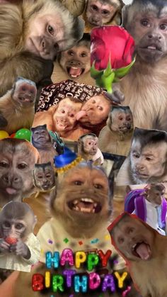 a collage of monkey pictures with the words happy birthday