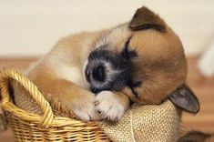 a small puppy sleeping on top of a basket