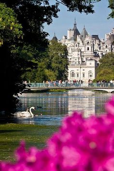 a swan swimming on the water in front of a large white building with purple flowers