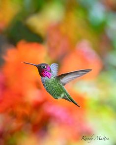 a hummingbird flying in the air with its wings spread out and colorful flowers behind it