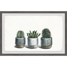 three potted plants sitting next to each other in front of a white wall with a brown frame