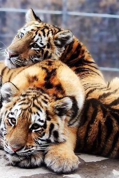 two tigers are laying down on the ground