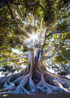 a large tree with the sun shining through it's leaves and roots in front of some trees