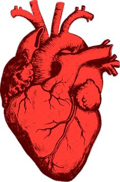 a drawing of a human heart