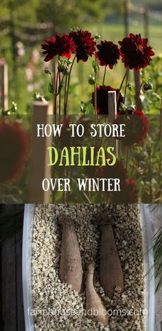 two pictures, one of dahlia tubers being stored in a container with vermiculite, the other of dahlia blooms in the garden Dahlia Bouquet, Planter Project, Plant Hacks, Garden Journal, How To Store