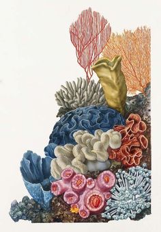 an illustration of corals and seaweed on a white background