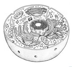 an animal cell is shown in this black and white drawing with the words, what do animals eat?