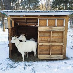 two goats are standing in the back of a wooden shed with snow on the ground