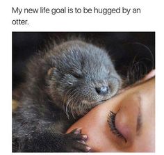 an animal that is laying down with its head on another animal's face and the caption reads, my new life goal is to be hugged by an otterer