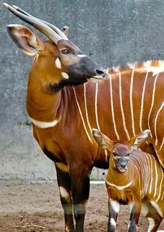 an adult and baby antelope standing next to each other