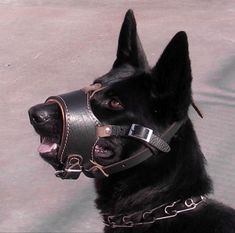 a black dog wearing a leather muzzle