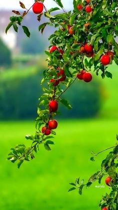 an apple tree with red apples hanging from it's branches in a green field