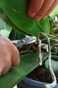 Pruning Orchids, Phalaenopsis Orchid Care, Repotting Orchids, Orchids In Water, Indoor Orchids, Orchid Plant Care, Orchid Roots, Orchid Leaves, Plant Care Houseplant