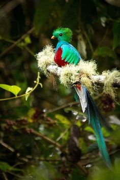 a colorful bird sitting on top of a tree branch