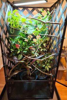 several plants are growing in a caged planter on the floor next to a table