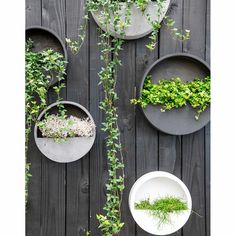 several plates with plants growing on them against a wooden wall