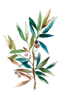 watercolor painting of an olive tree branch with green leaves and berries on the twig