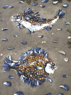 two dead birds on the ground covered in shells