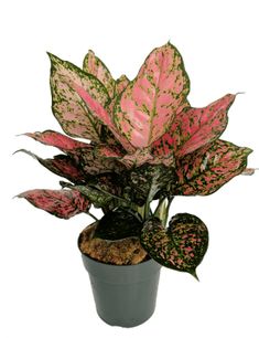 a potted plant with pink and green leaves