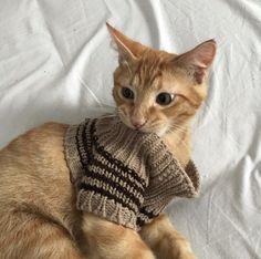 an orange cat wearing a sweater on top of a white bedding sheet and looking at the camera