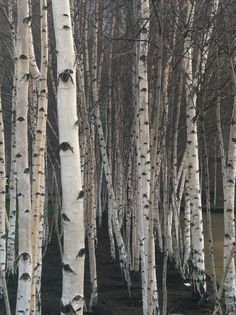 the trees are white in color and have no leaves on them as they stand next to each other