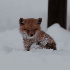 a baby fox is playing in the snow