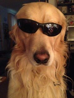 a dog with sunglasses on its face looking at the camera