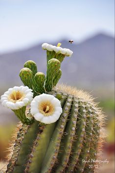 a cactus with white flowers and a bee on it's back end, in front of mountains