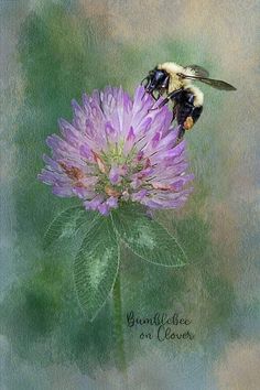 a bee is flying over a purple flower