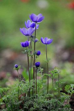 some purple flowers are growing in the grass